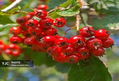 زالزالک&zwnj;های لرستان؛ سرخ&zwnj;ترین لبخند پاییز بر دامان زاگرس/ اتونشر فردا صبح