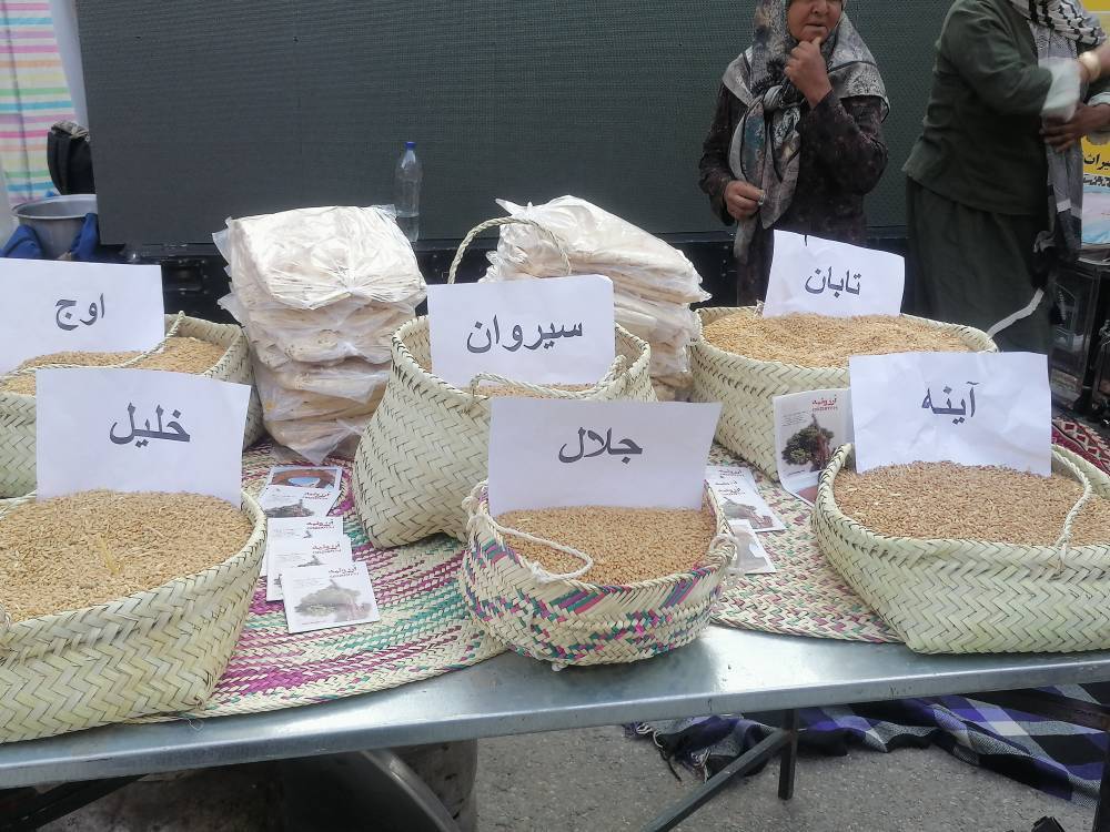 شورسازهای نواحی و عطر نان تنورهای داغ درپردیسان قائم کرمان پیچید شورسازهای نواحی و عطر نان تنورهای داغ درپردیسان قائم کرمان پیچید