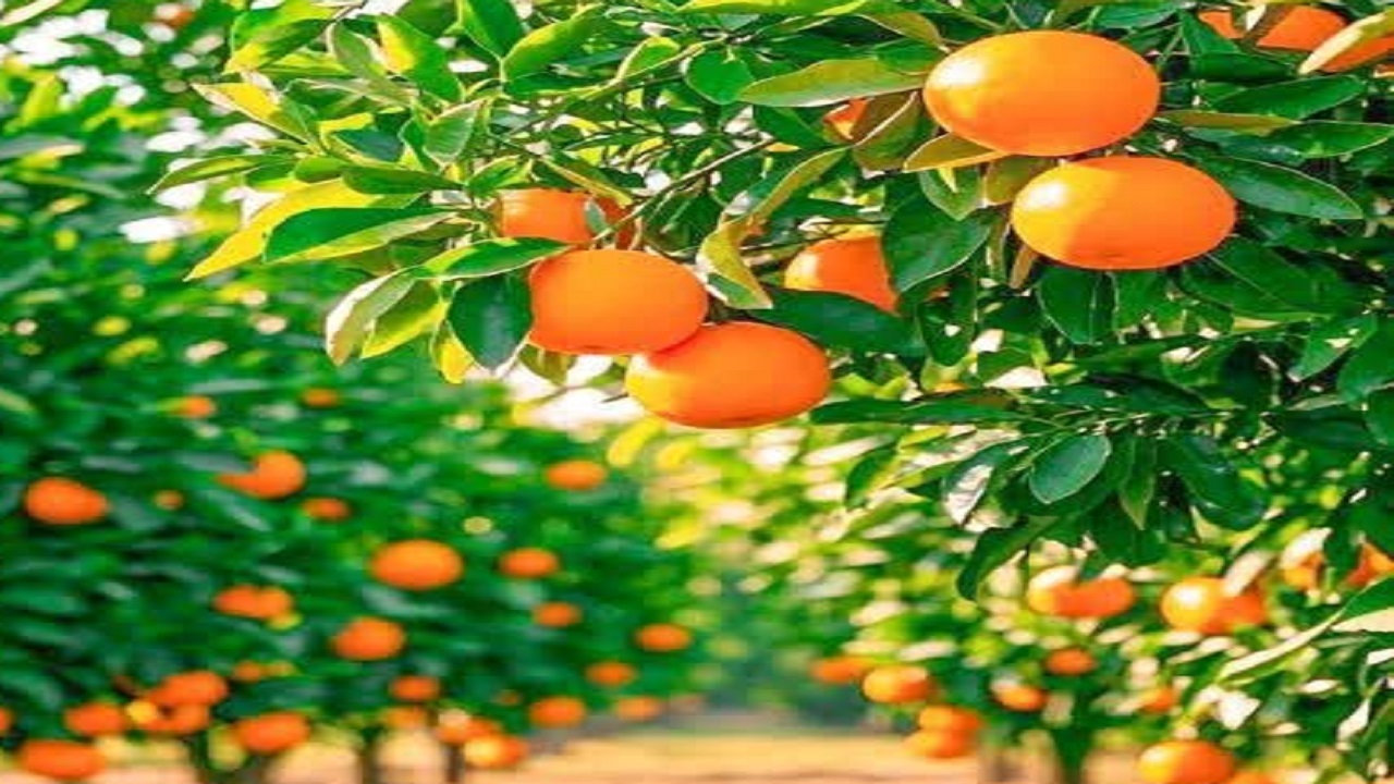 پیش‌بینی برداشت بیش از ۱۳۵ هزار تن مرکبات از باغ های جویبار