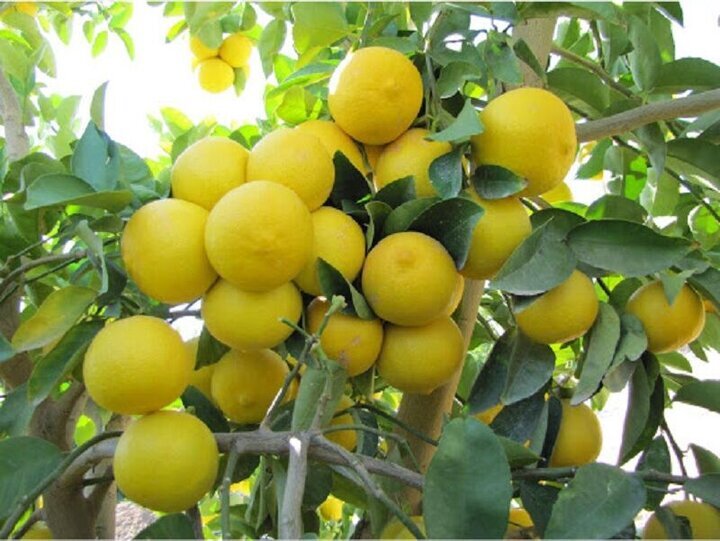قیروکارزین؛ فصل پاییز و فصل برداشت لیمو + فیلم