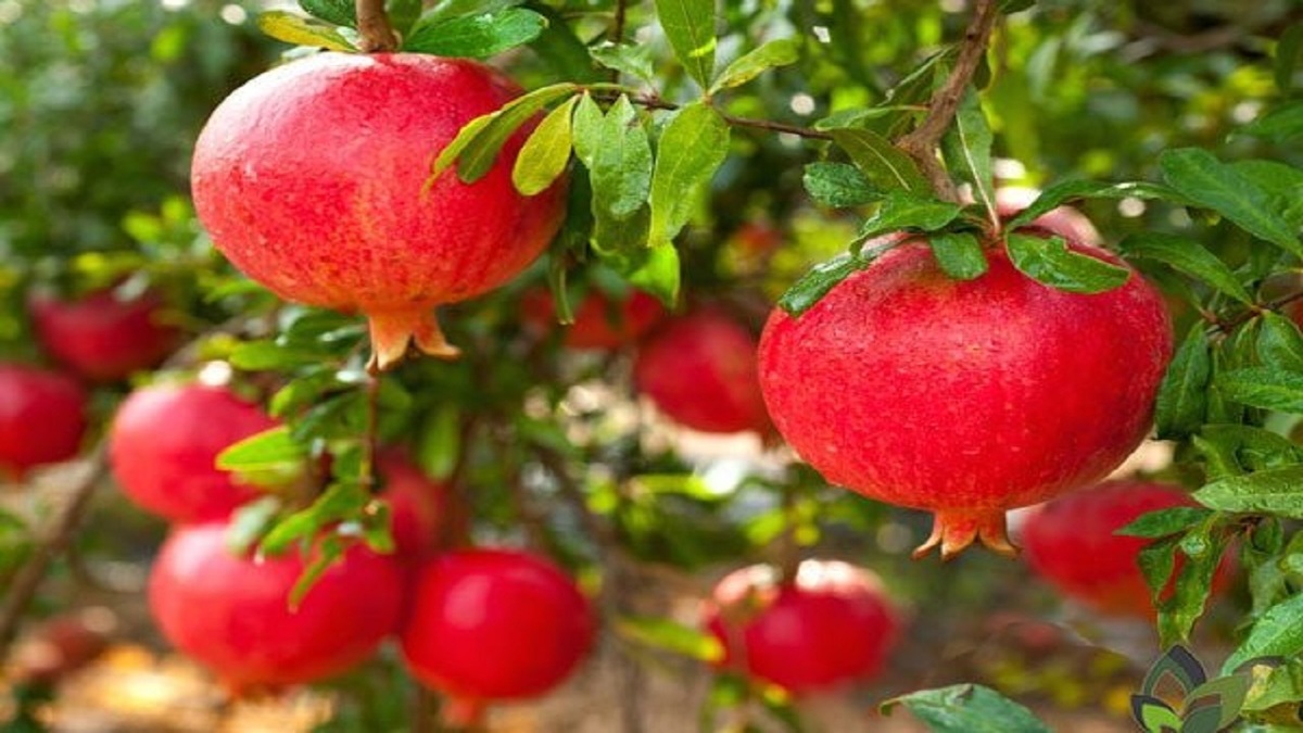 باشگاه خبرنگاران -پیش بینی برداشت ۹ تن انار در هر هکتار از اراضی فردوس