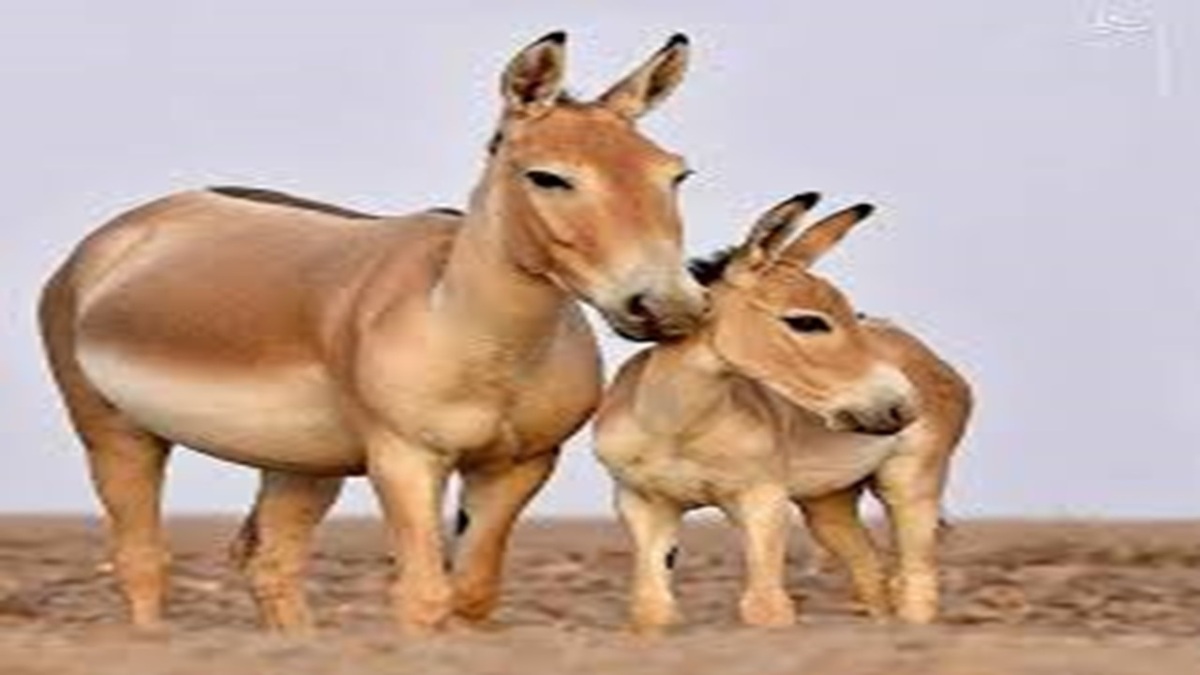 نجات در ازدحام؛ راهکار‌های ایمنی در مواقع بحرانی + فیلم