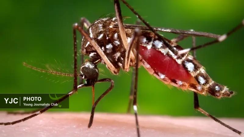 افزایش موارد ابتلا به تب دِنگی در هرمزگان به ۷۶ نفر