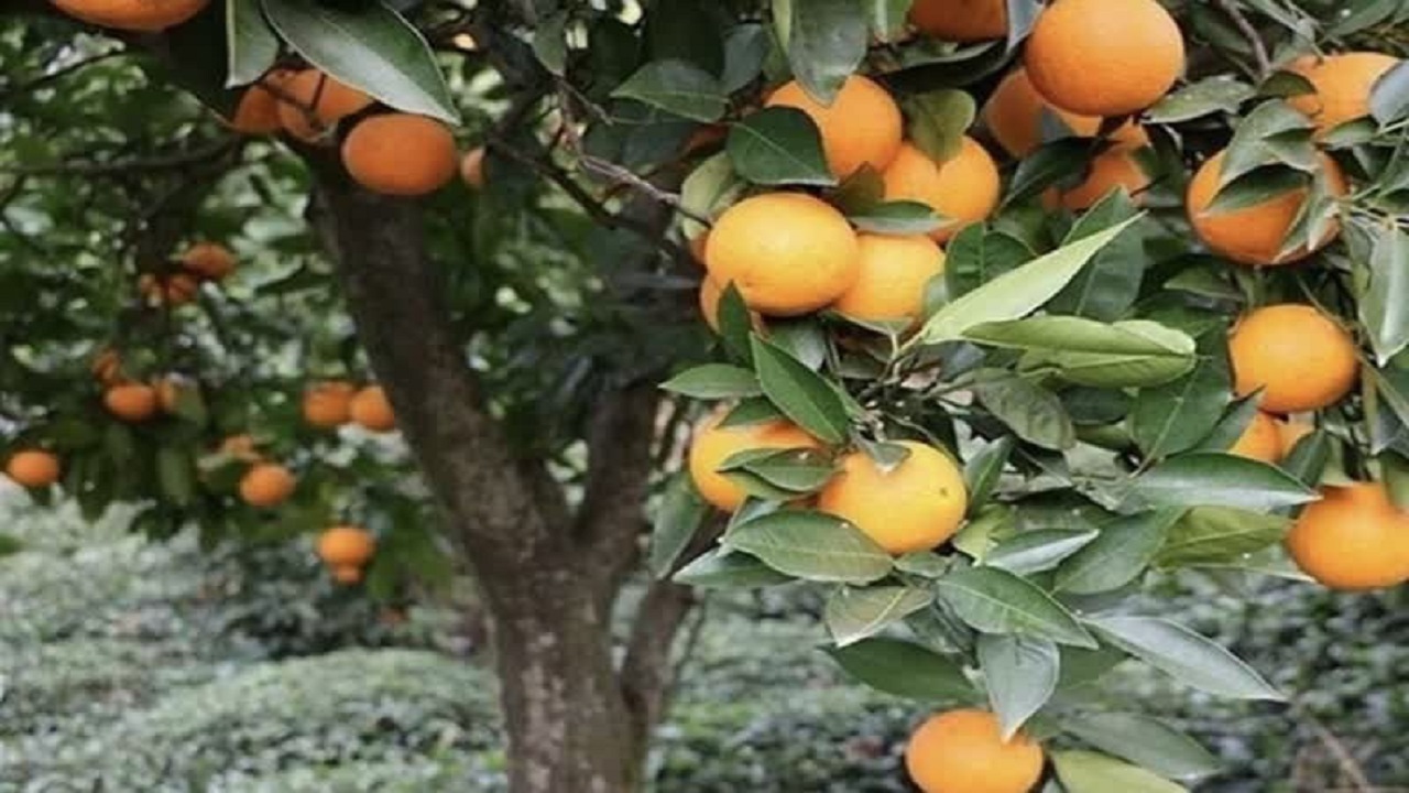 پیش‌بینی برداشت ٨٠ هزار تن مرکبات از باغات بهشهر