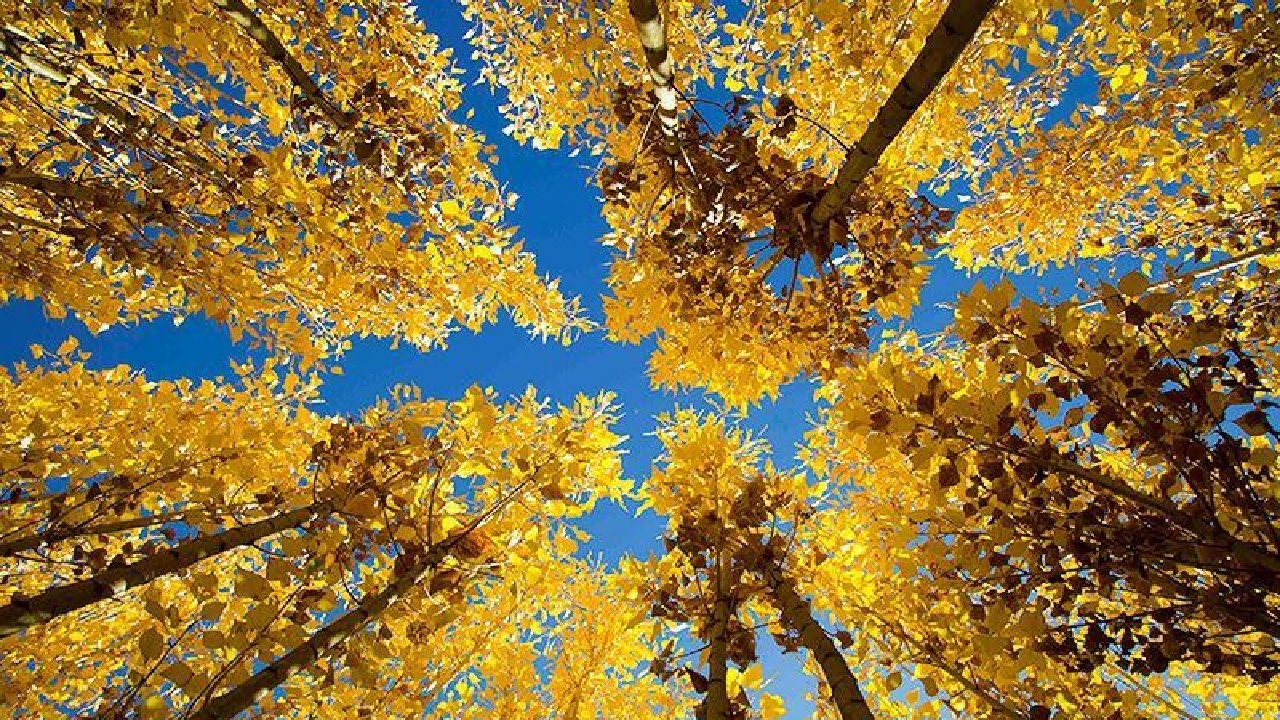 نمایی از پاییزِ رؤیایی لرستان + فیلم