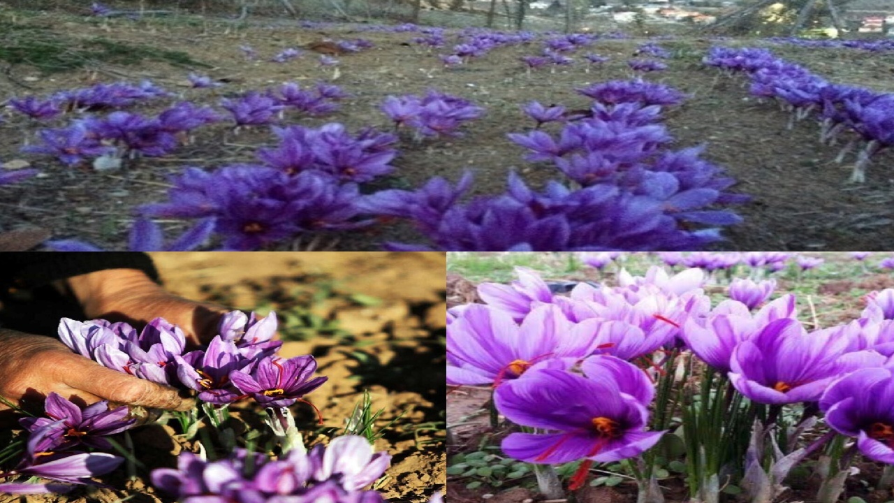 سلسله؛ قلب طلای سرخ لرستان