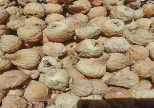 انجیر