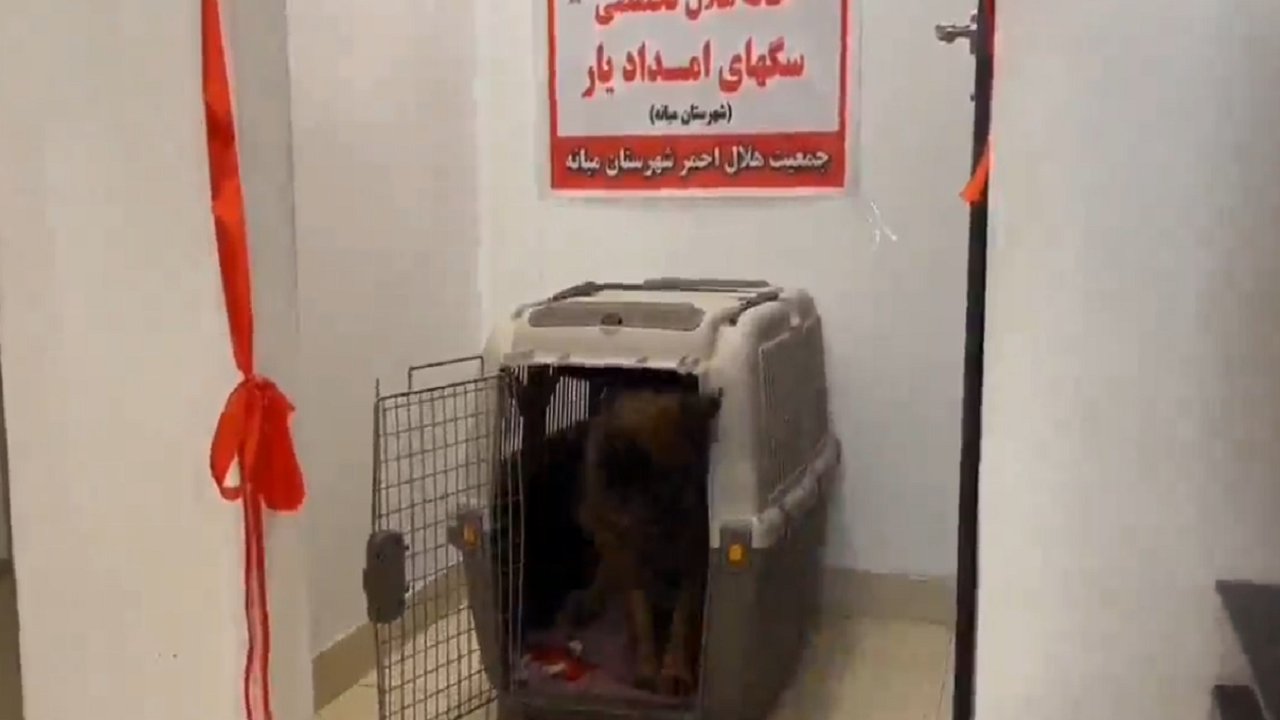 راه‌اندازی اولین خانه هلال تخصصی سگ‌های امداد‌یار استان در شهرستان میانه