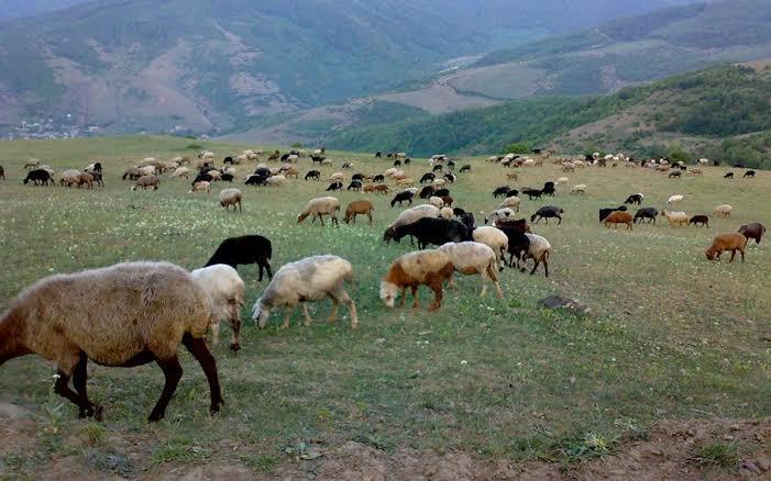 زخم چرای غیرمجاز بر تن خشکیده مراتع کرمان