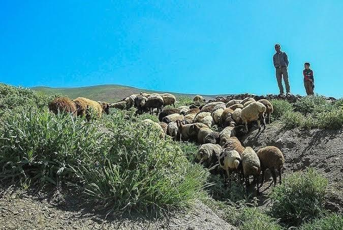 زخم چرای غیرمجاز بر تن خشکیده مراتع کرمان