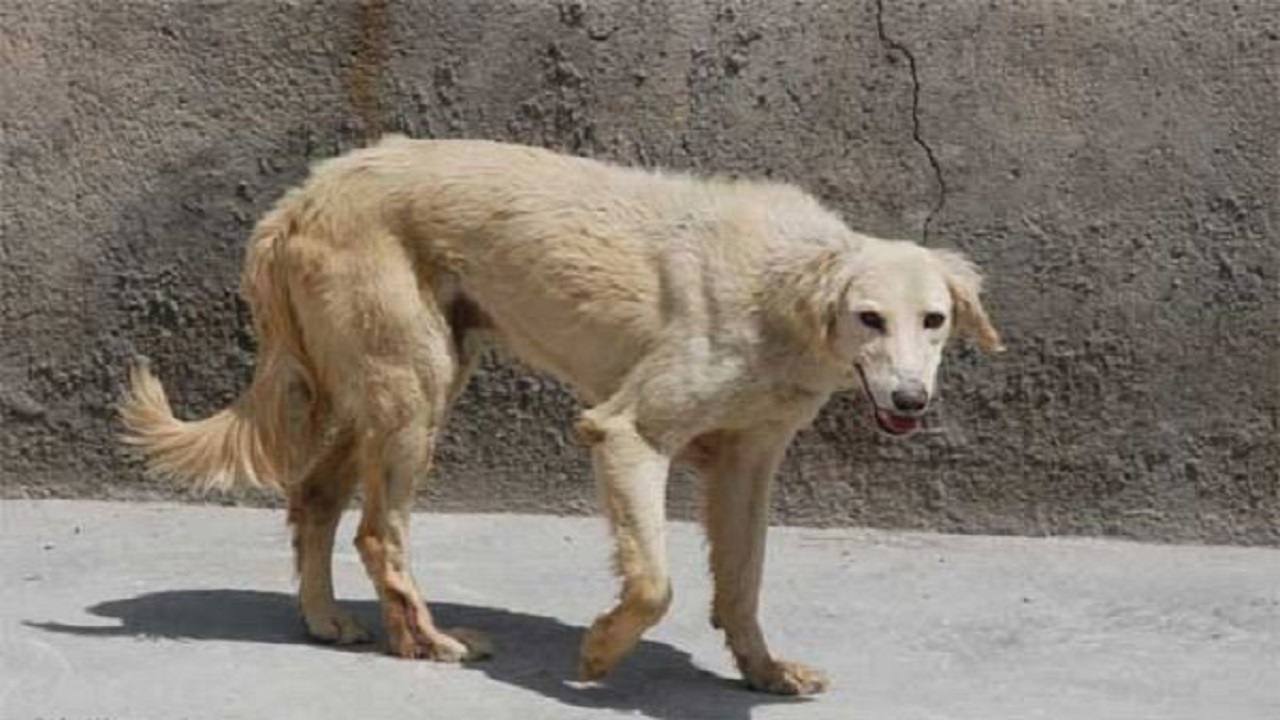 ثبت ۶۷۱ مورد حیوان گزیدگی در طبس