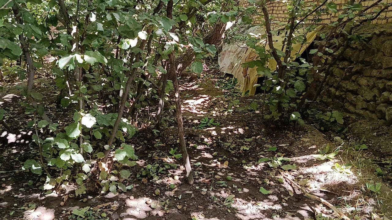 تصاویری از برداشت گردو در روستای گردشگری توآباد