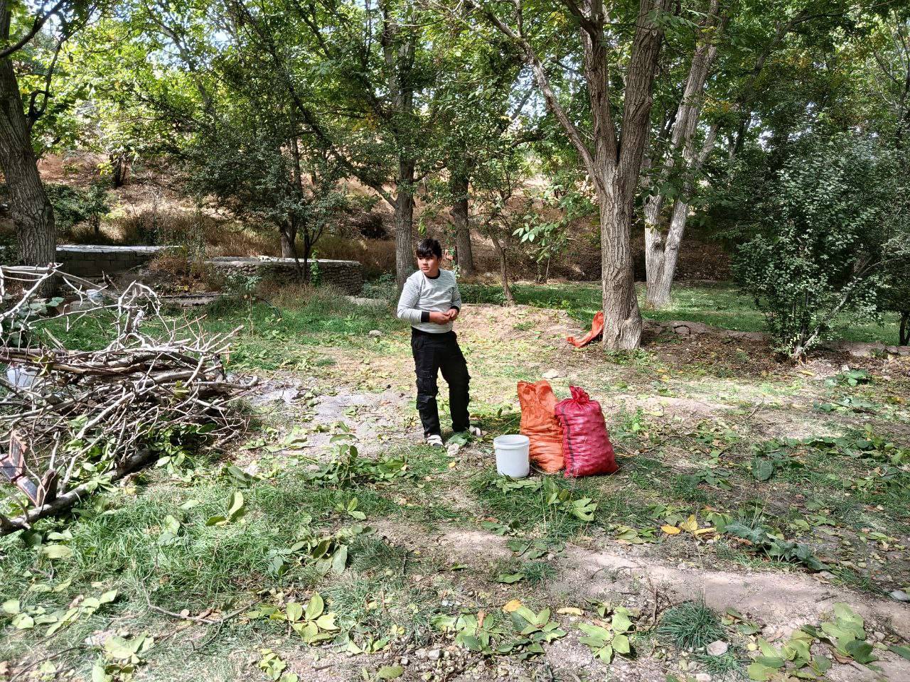 برداشت گردو در روستای گردشگری توآباد بخش آبگرم