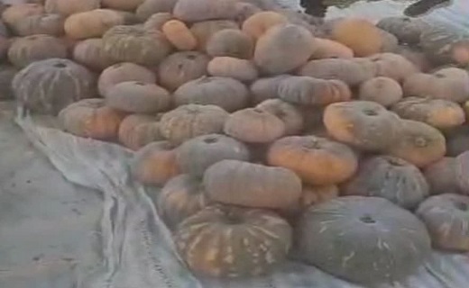 کشت سودآور کدو در باغ&zwnj;های صومعه سرا