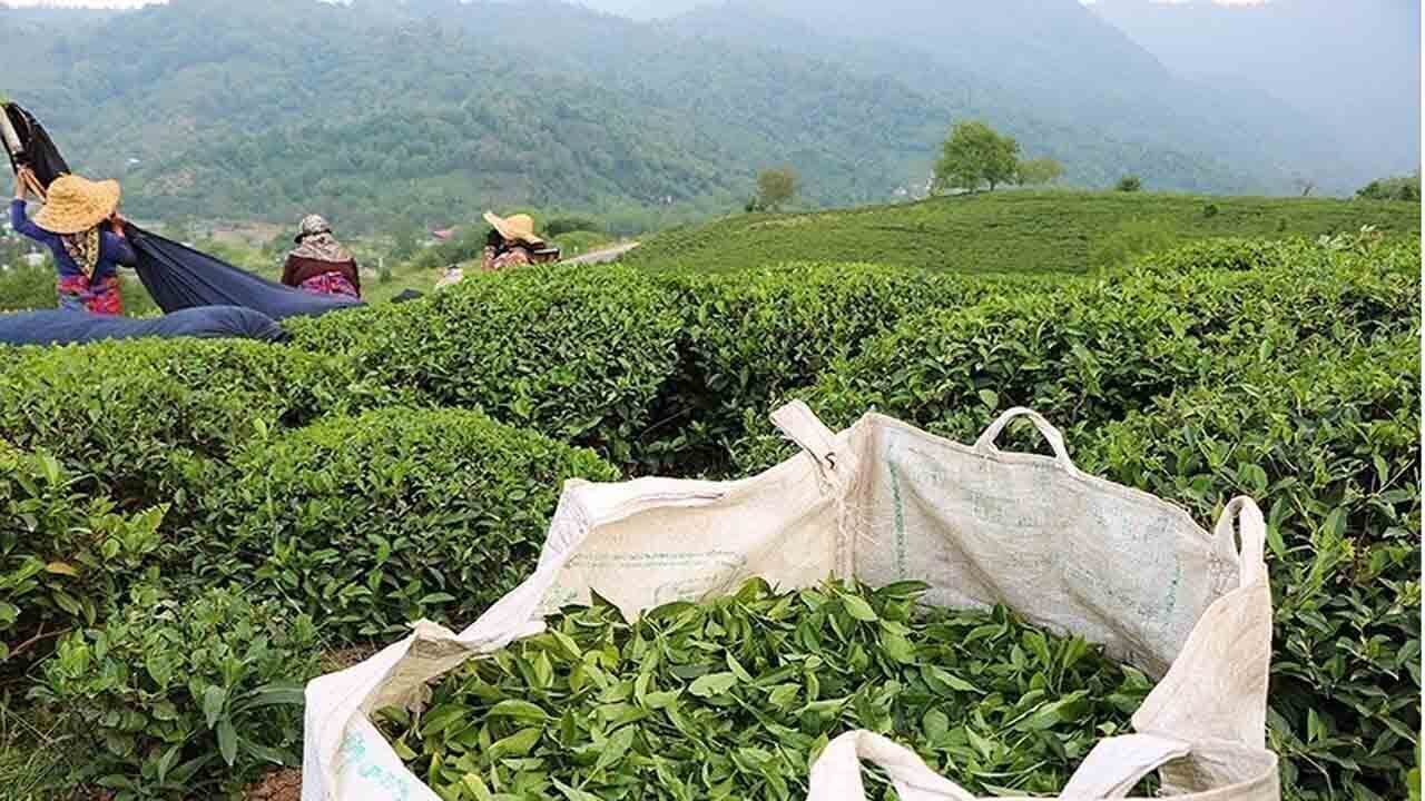 خرید تضمینی برگ سبز چای از ۹۰ هزارتن فراتر رفت