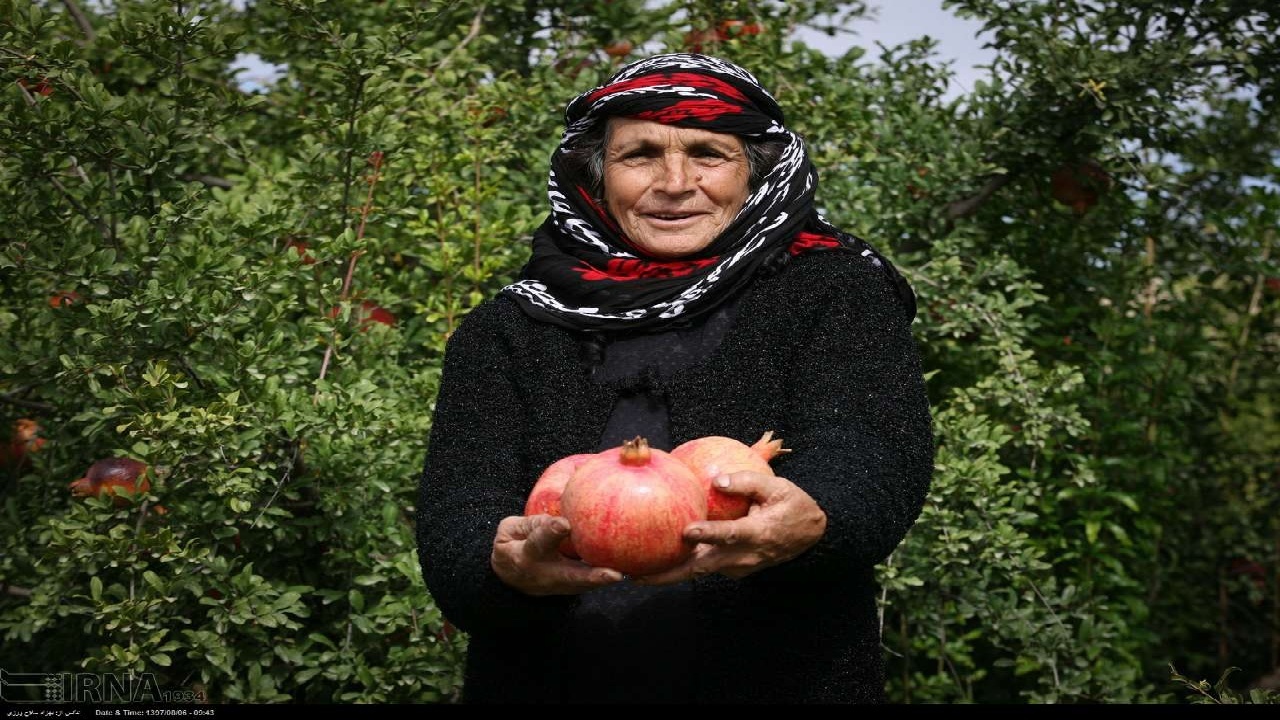 از دل کوه‌های گرین تا سفره‌های ایرانی؛ سرخی جاودان انار لرستان