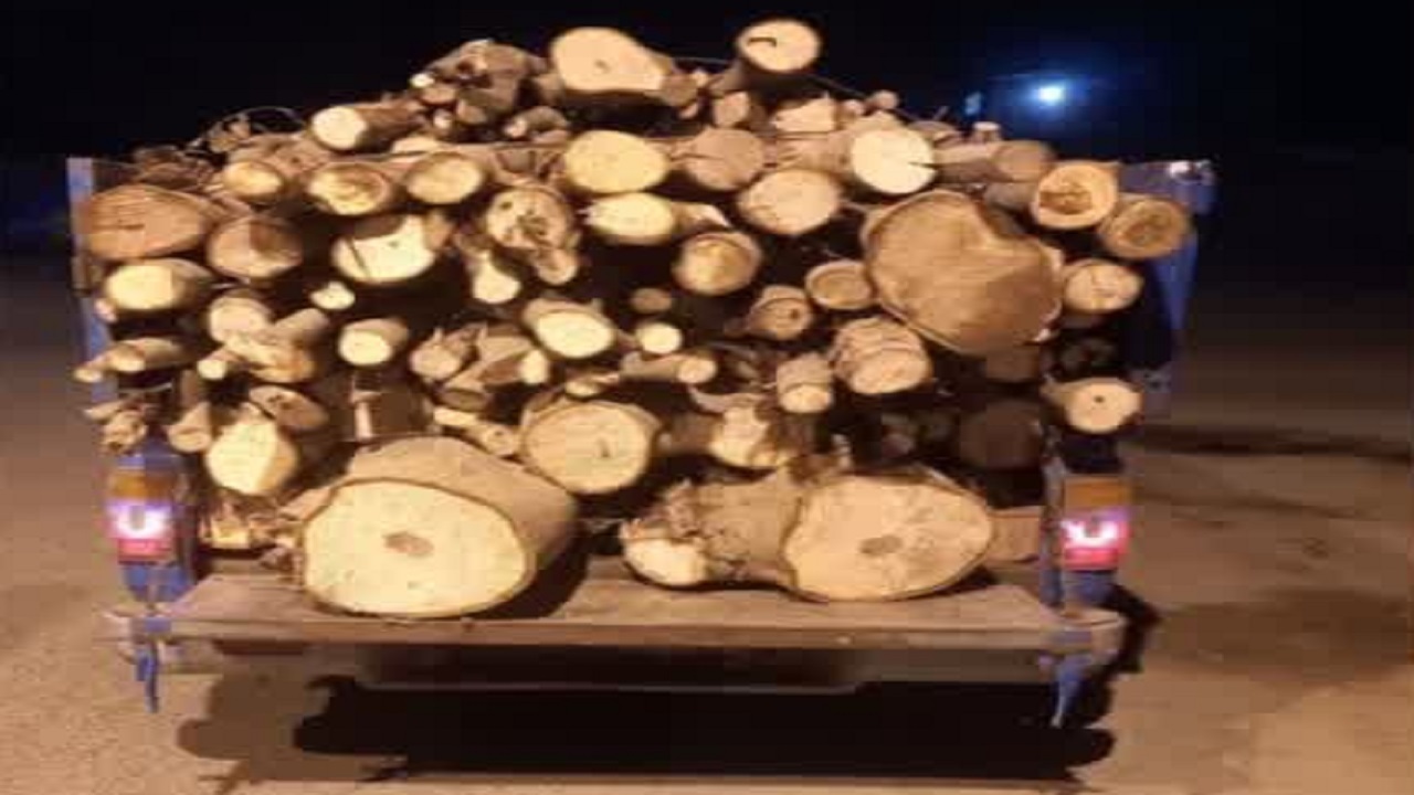 شناسایی عامل قاچاق چوب گردو در شهرستان نور