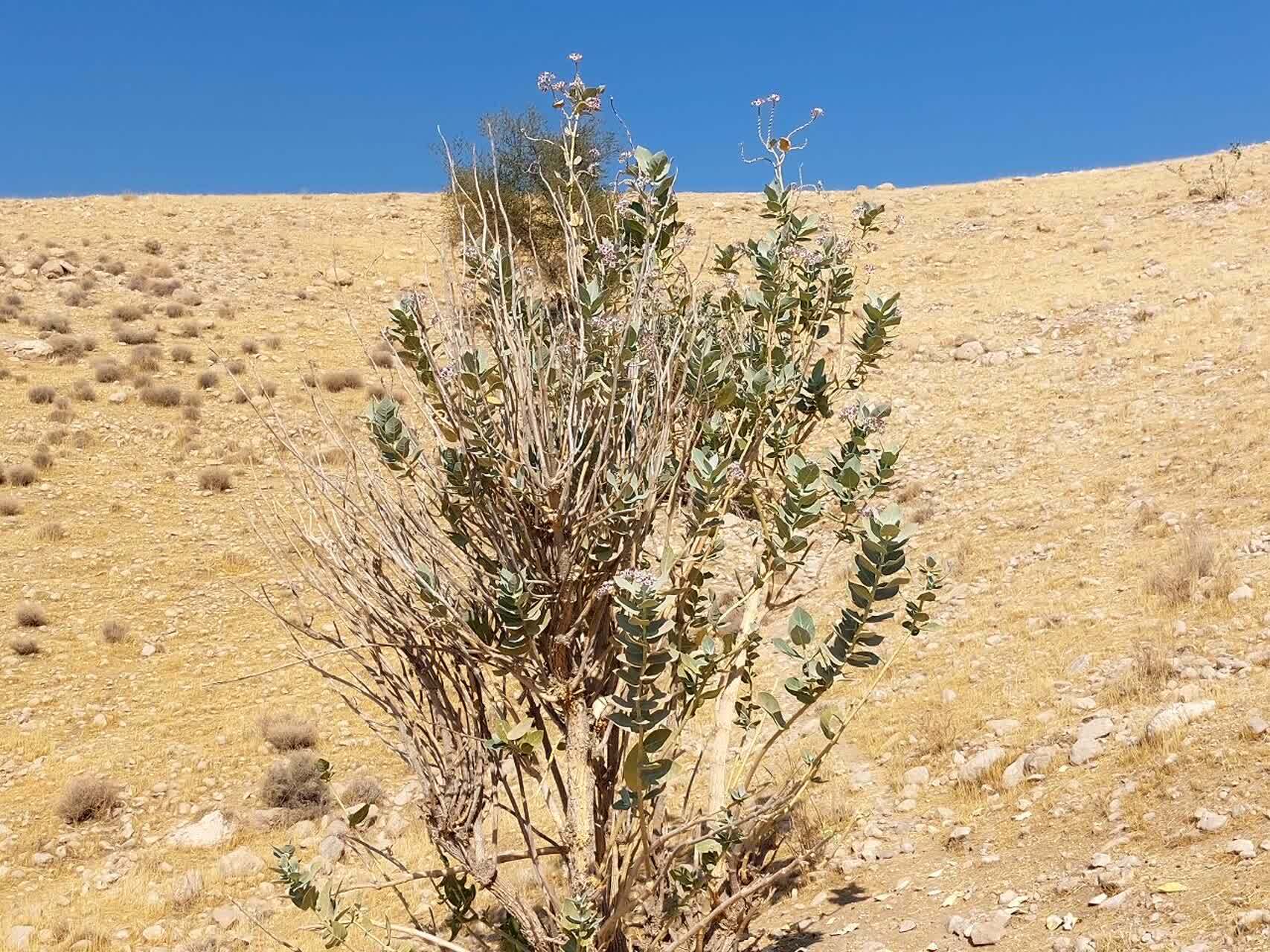 نمایی دل انگیز از رویش شکوفه&zwnj;های بنفش پاییزی استبرق در روستای الیف و بناف کازرون + عکس و فیلم