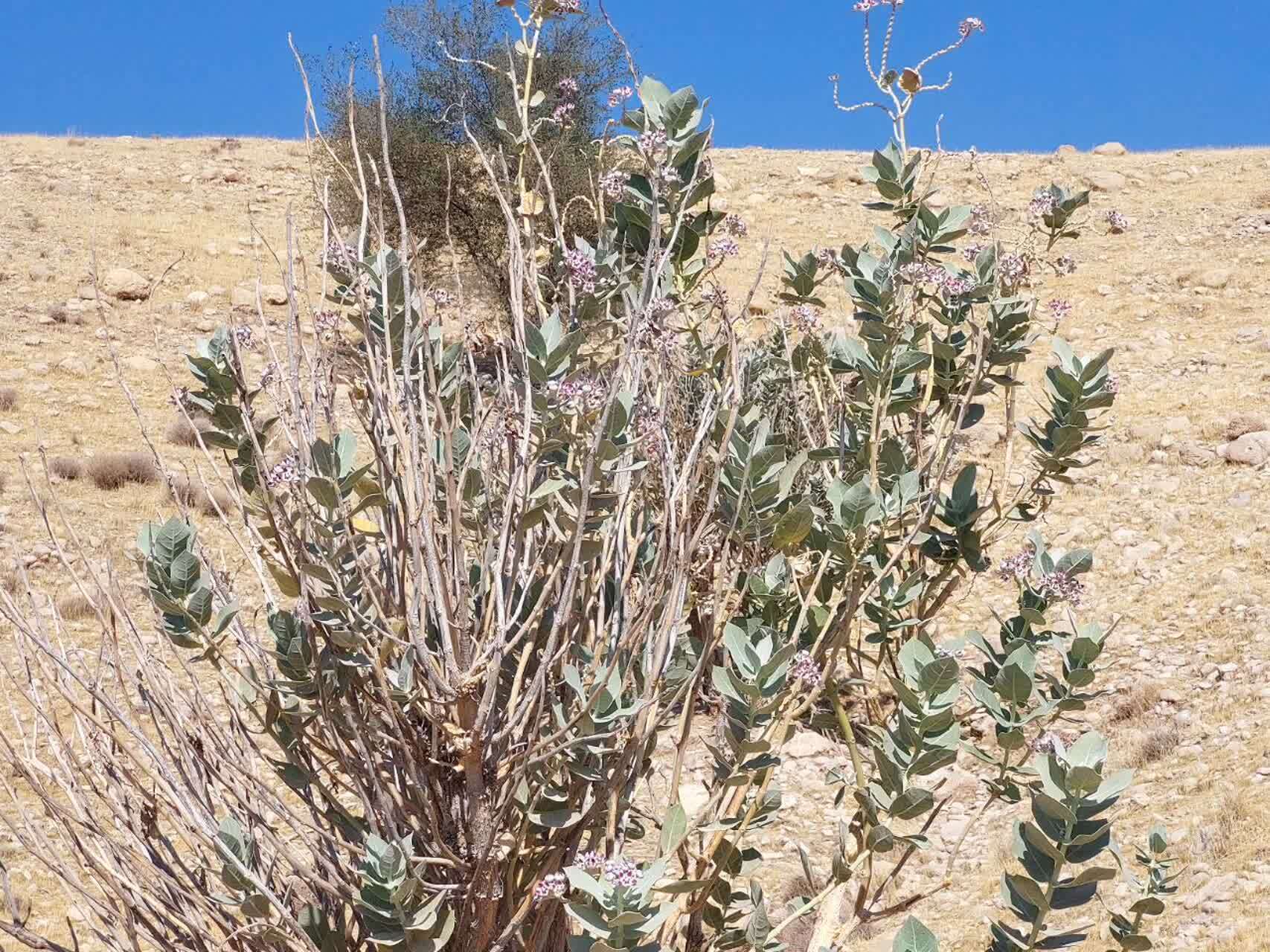 نمایی دل انگیز از رویش شکوفه&zwnj;های بنفش پاییزی استبرق در روستای الیف و بناف کازرون + عکس و فیلم