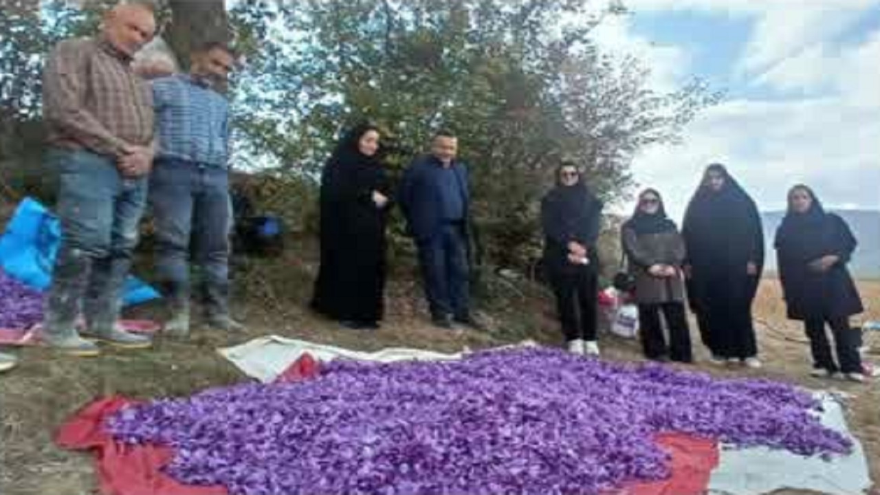 توسعه کشت طلای سرخ در بهشهر