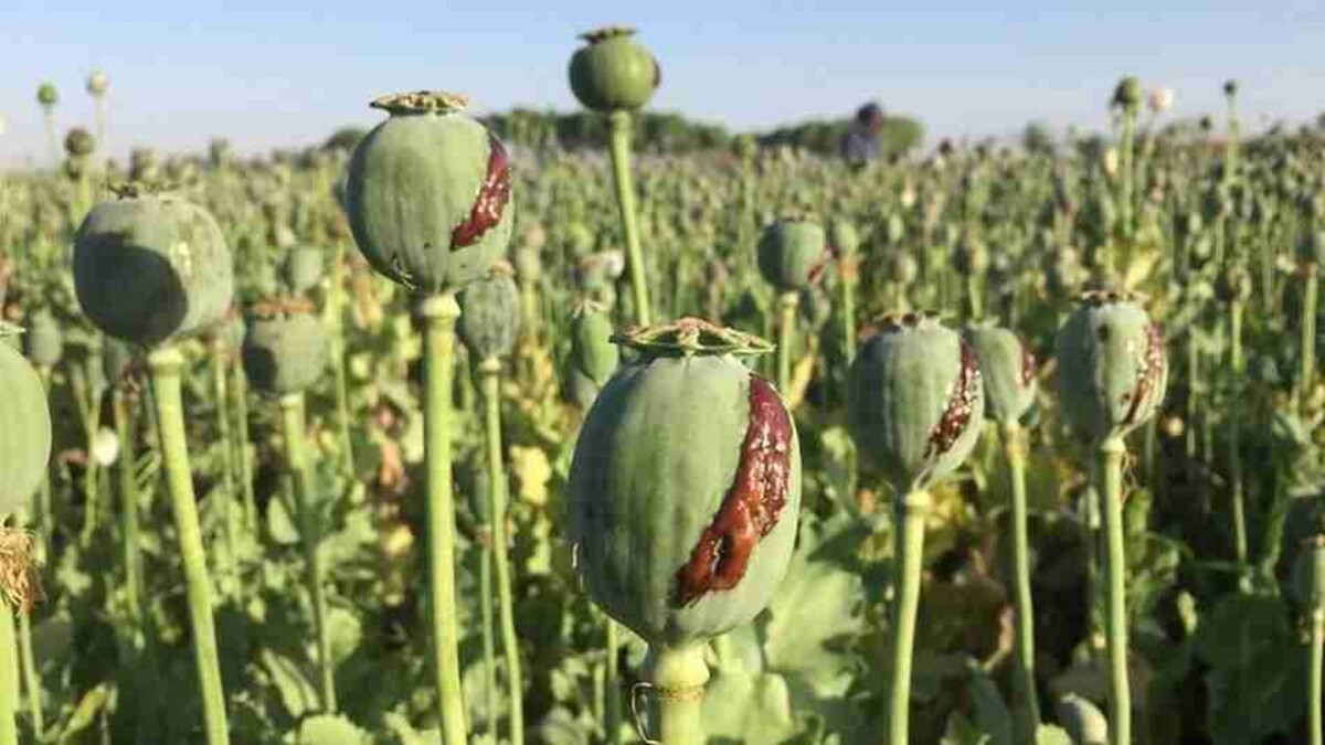 باشگاه خبرنگاران -طالبان طرح ۵ ساله معیشت جایگزین برای ممنوعیت کشت خشخاش را تصویب کرد