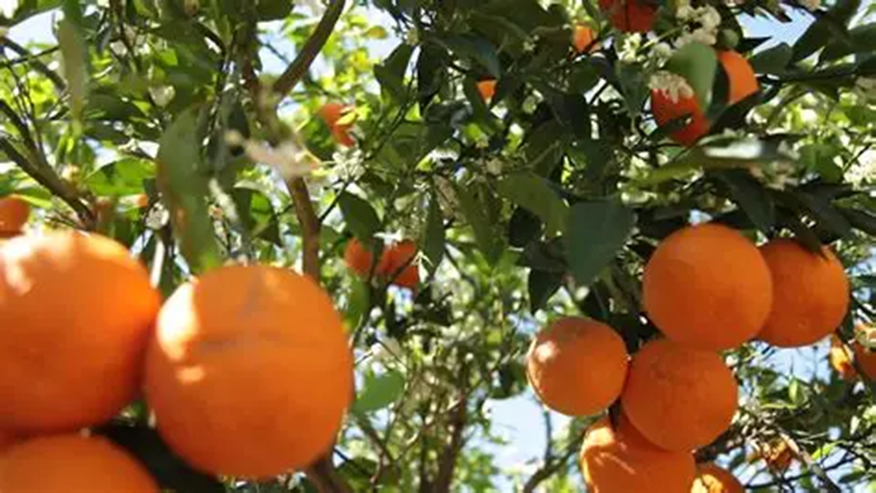 فیلمی از خودنمایی نارنگی بر روی درختان قائمشهر