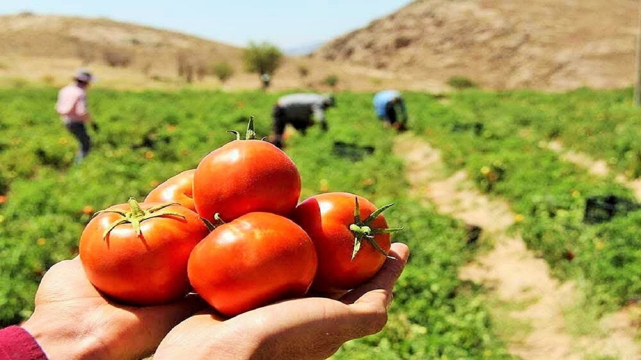 آغاز برداشت گوجه فرنگی در بوشهر/ تامین بازار داخلی در فصل سرد