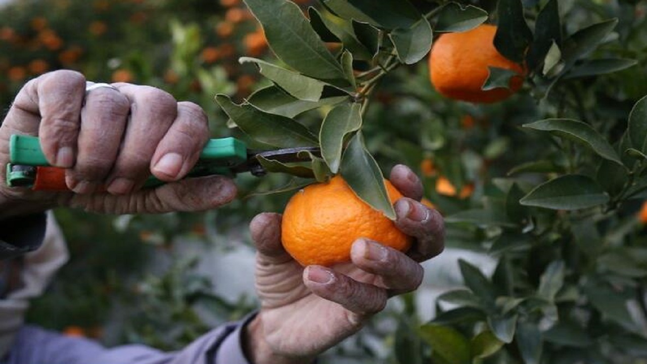 برداشت نارنگی از سطح ۷۳۰ هکتار باغ‌های جنوب کرمان