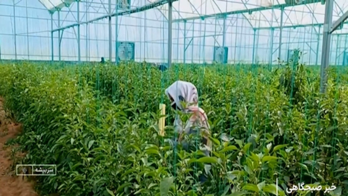 صدای زندگی در کوچه های قدیمی بشرویه + فیلم