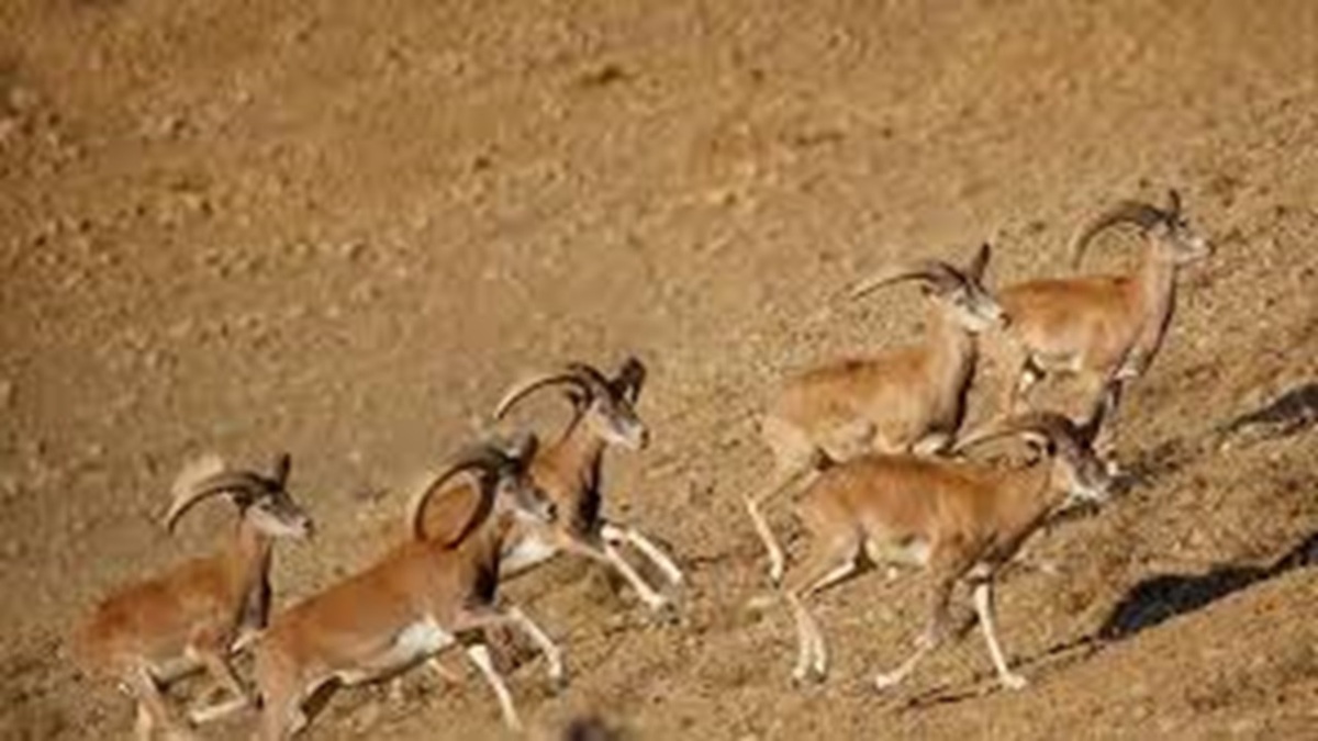 جلوه‌ای کم نظیر از حیات وحش البرز + فیلم