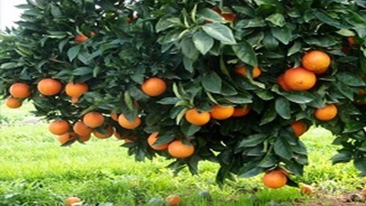 گلایه کشاورزان روستای حاجی صنم کلا از قیمت پایین نارنگی + فیلم