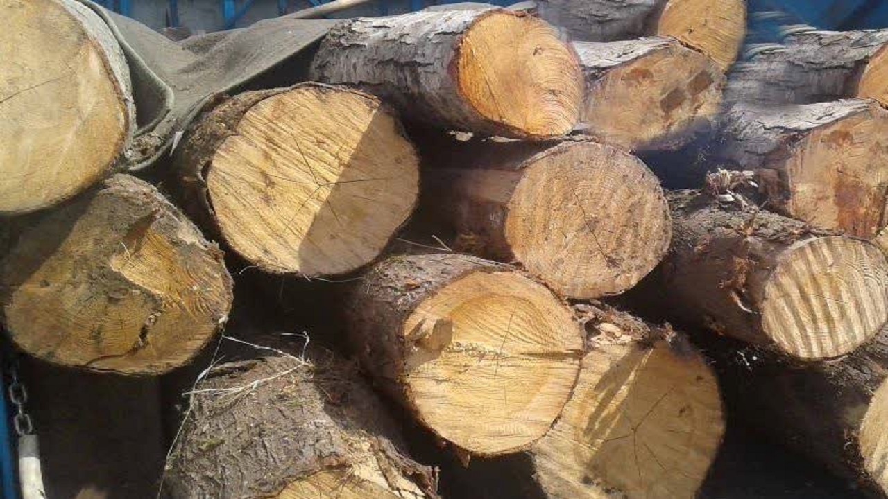 کشف ۱۵ و نیم تن چوب قاچاق جنگلی در آمل
