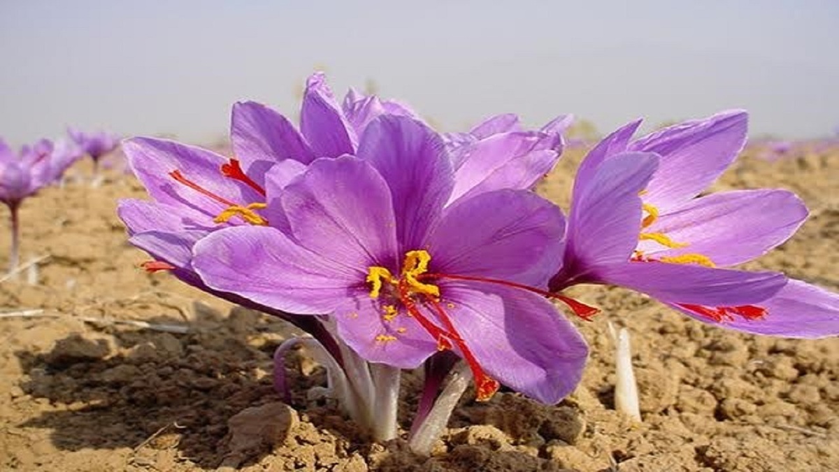 باشگاه خبرنگاران -گیاهی که تابستان خواب‌ است؛ طلای سرخی پنهان در دل زمین کم‌آب سمنان