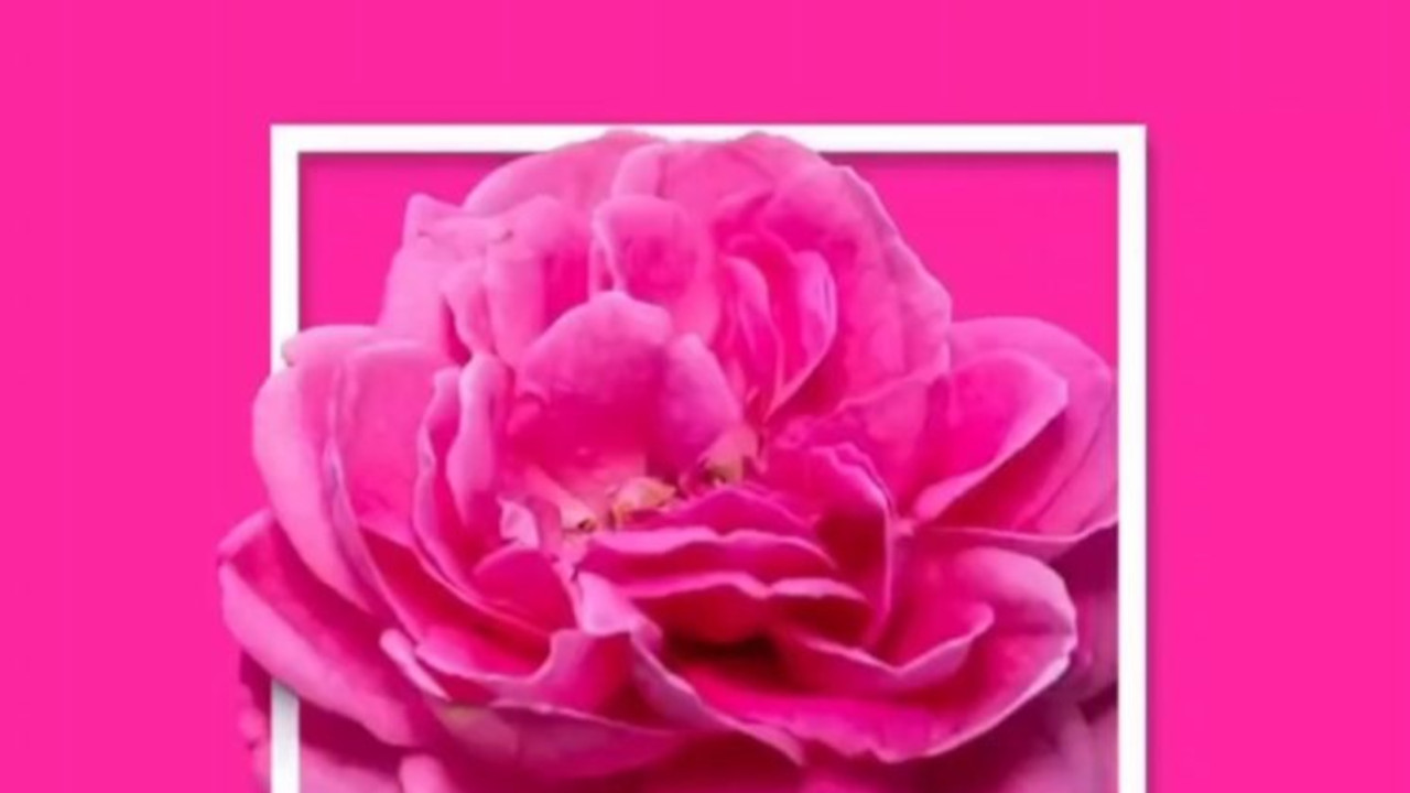 ۹ رنگی که در دنیا آنها را به نام ایران میشناسند رنگ رز ایرانی (Persian Rose)