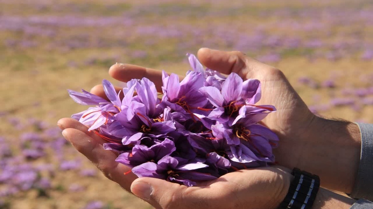 پرورش میوه‌های استوایی در گلخانه‌های گلستان + فیلم