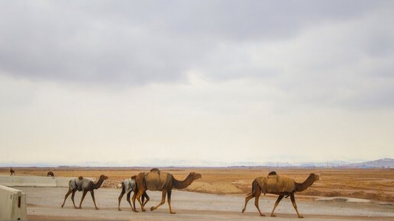۳۰۰ شتر از تالاب جازموریان خارج شد