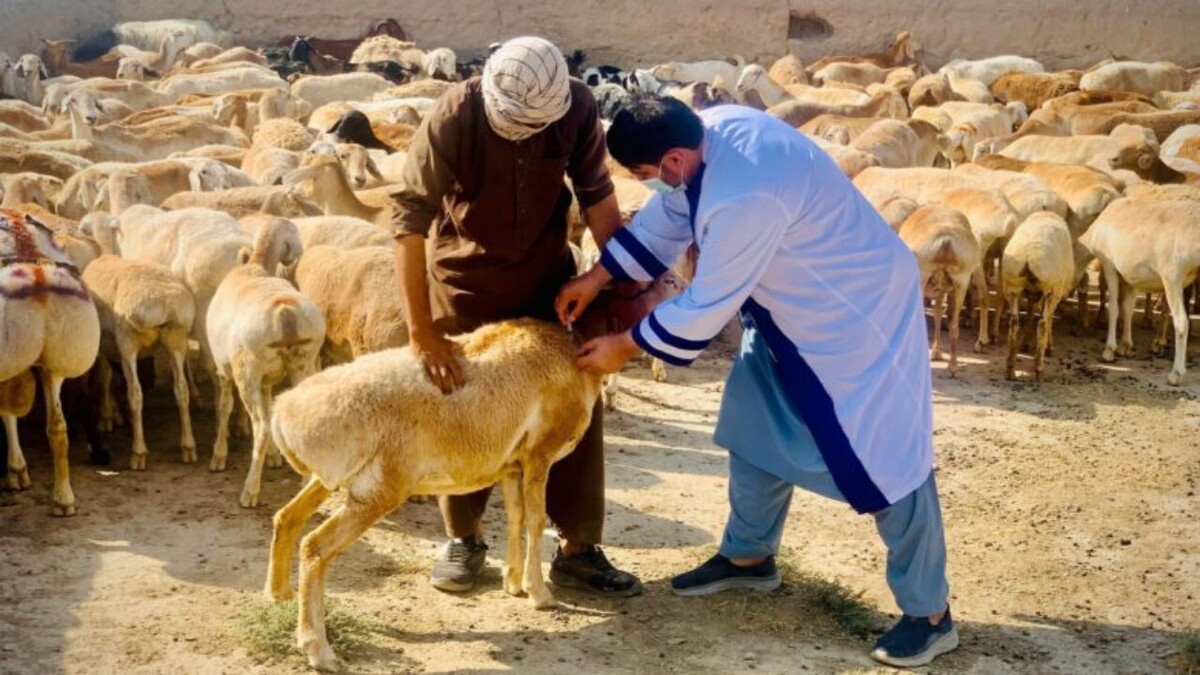 باشگاه خبرنگاران -طاعون ۲۱ میلیون دام در افغانستان را تهدید می‌کند