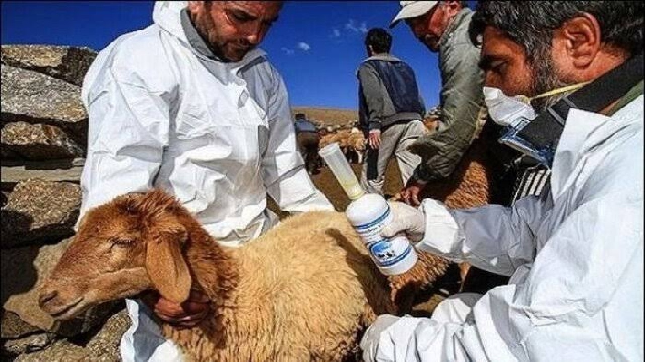 شهرستان چگنی در مسیر ریشه‌کنی طاعون نشخوارکنندگان کوچک