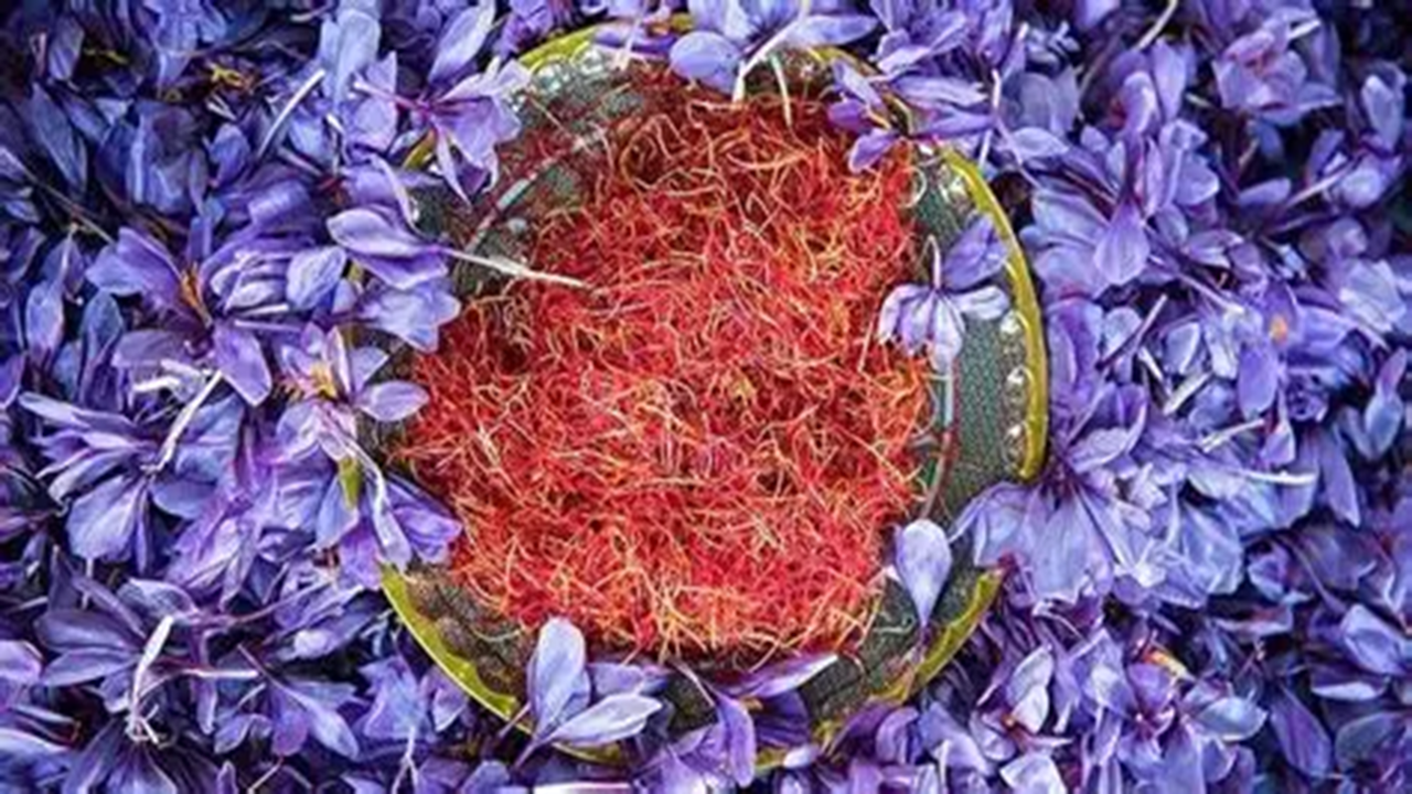 گوشه‌هایی از دومین جشنواره زعفران در دهکده گلاب و زعفران + فیلم