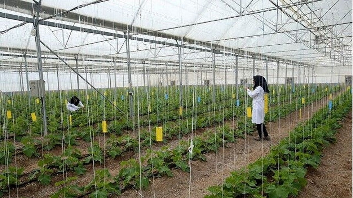 باشگاه خبرنگاران -بزرگترین شهرک گلخانه‌ای کشور در دشت مغان