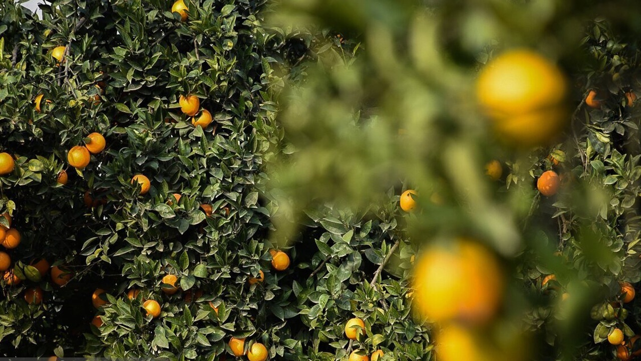 گوشه‌هایی از درد و دل باغداران روستای حاجی کلا صنم در قائمشهر + فیلم