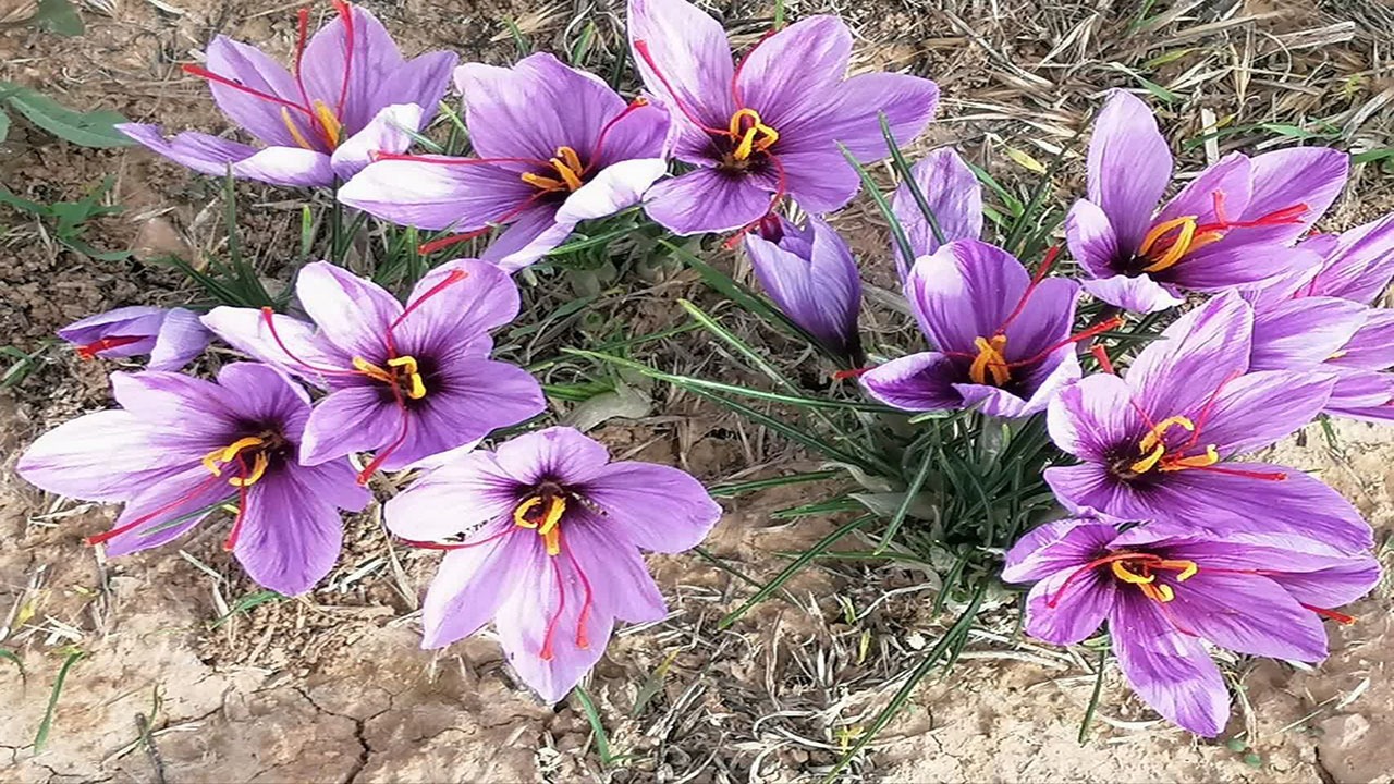 طلای سرخ در دل خاک تشنه؛ از پایداری تا ندای حمایت
