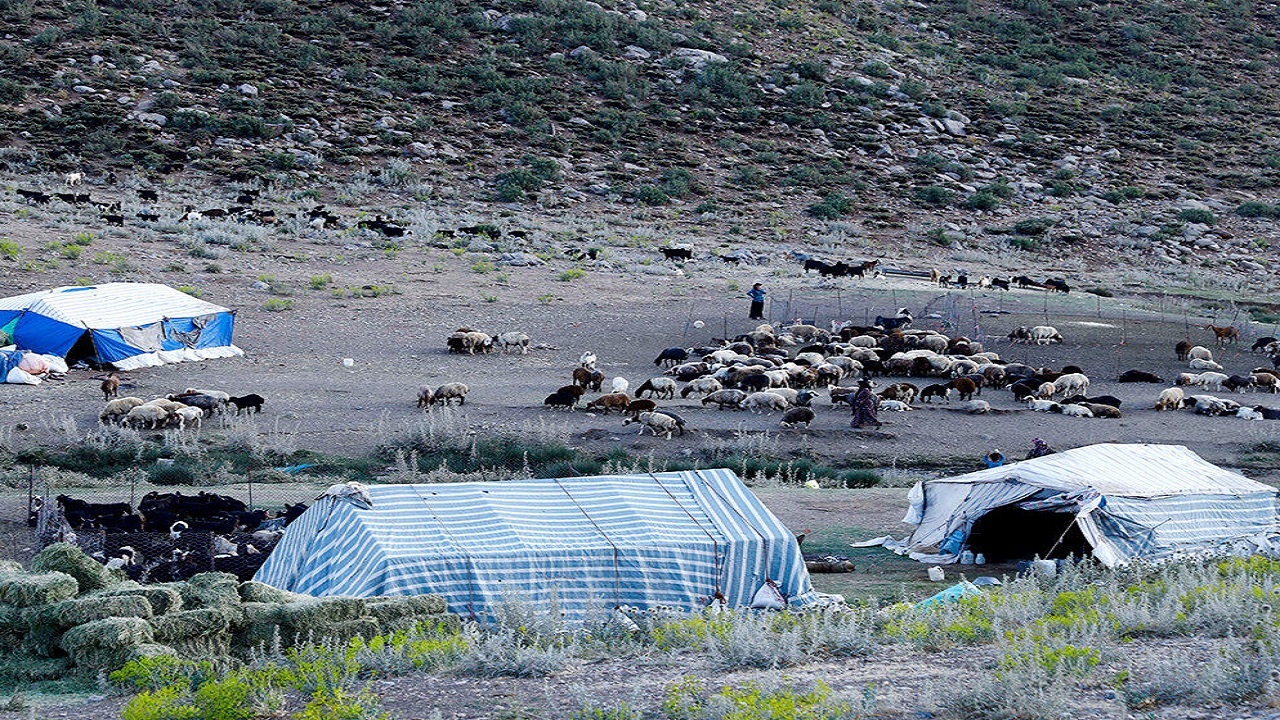 پرداخت تسهیلات ۱۲۰ میلیارد ریالی برای خرید نهاده دامی به عشایر قزوین