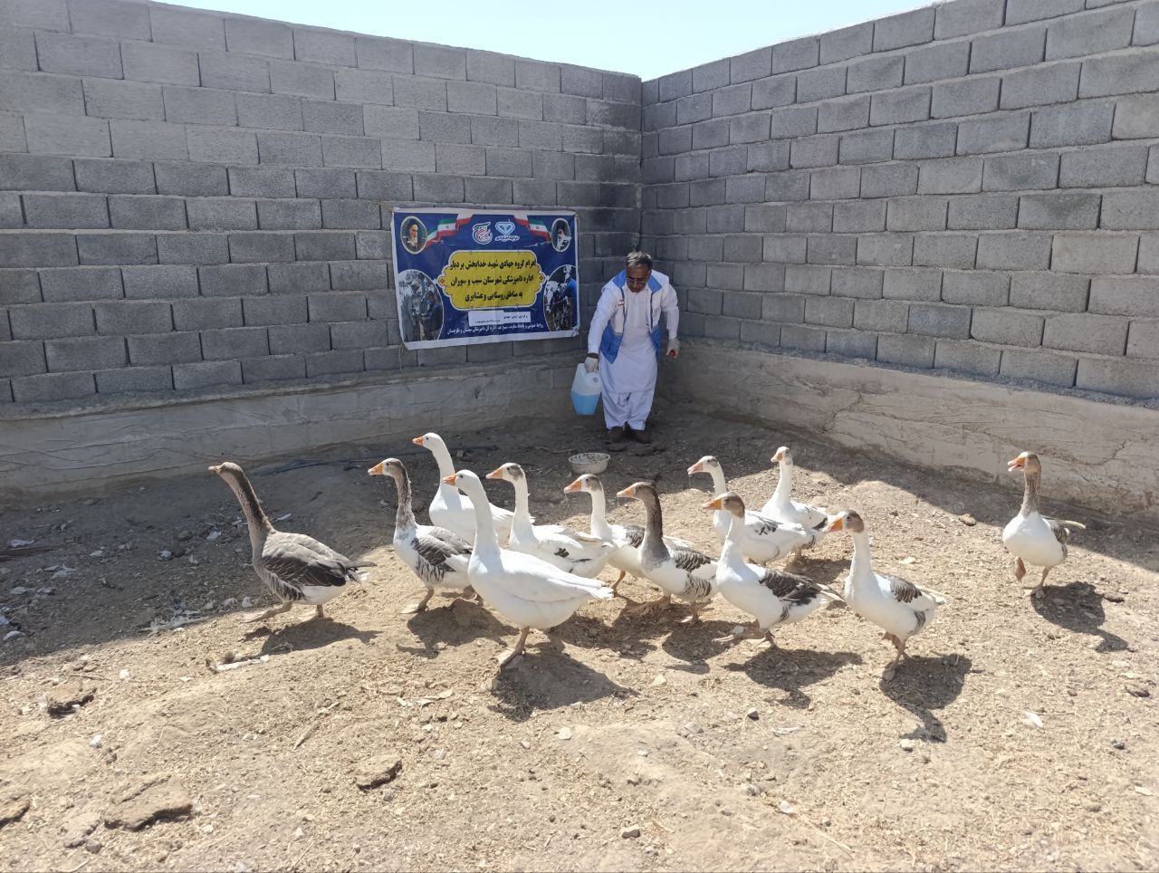 واکسیناسیون گسترده بیش از ۳۸۸ هزار طیور بومی علیه بیماری نیوکاسل در سیستان و بلوچستان
