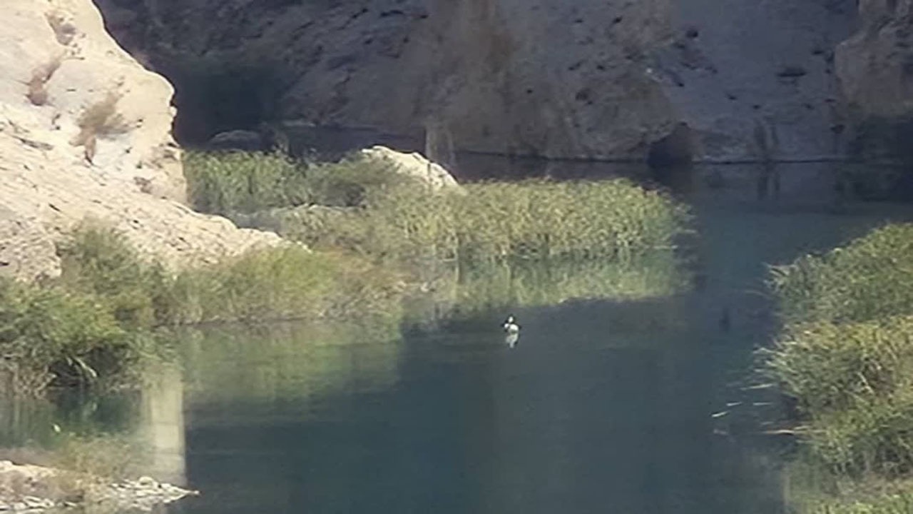 پرواز دوباره میهمان مهاجر بر فراز رودخانه قره آغاج