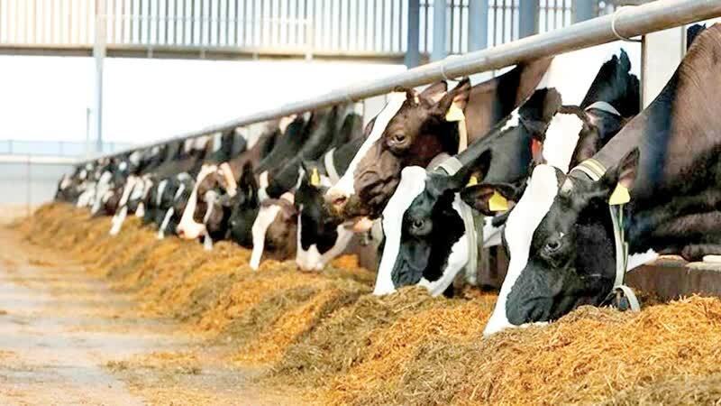 تأمین نهاده‌های دامی، اولویت سازمان جهاد کشاورزی مازندران