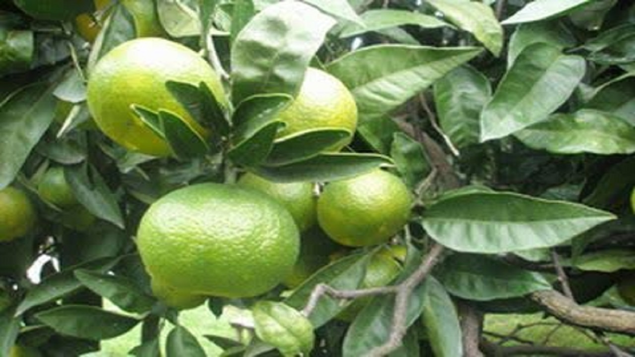 پیش بینی تولید بیش از ۳۶ هزار تن نارنگی در بابل