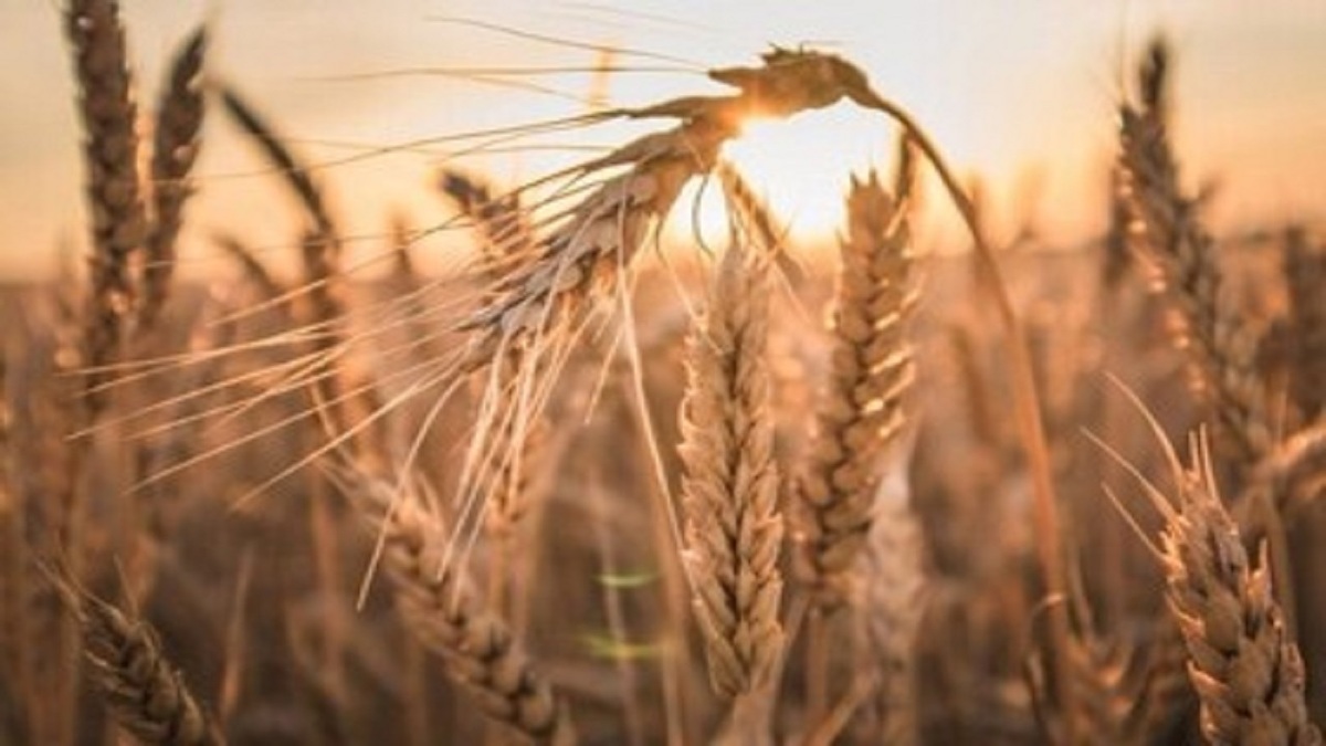 باشگاه خبرنگاران -ثبت ملی ارقام پرمحصول گندم در اردبیل