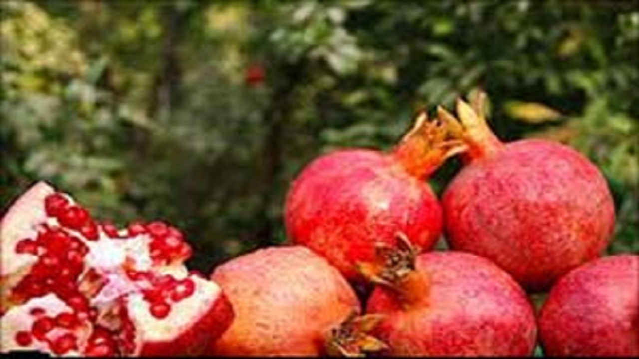 جشنواره انار فرصتی برای راهیابی یاقوت‌های سرخ بهشهر به سایر استان‌ها