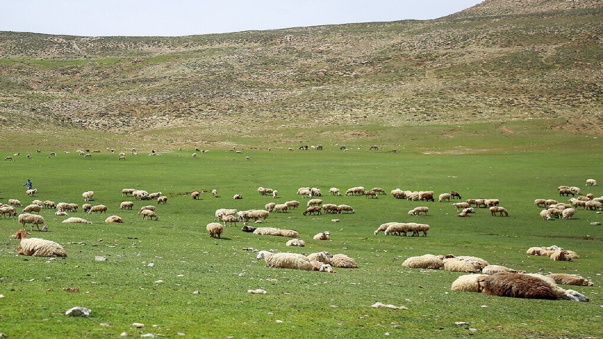 باشگاه خبرنگاران -۱۰ میلیون تُن علوفه در مراتع کشور تولید می‌شود
